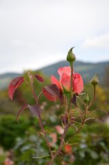 My Gallery (10/42)